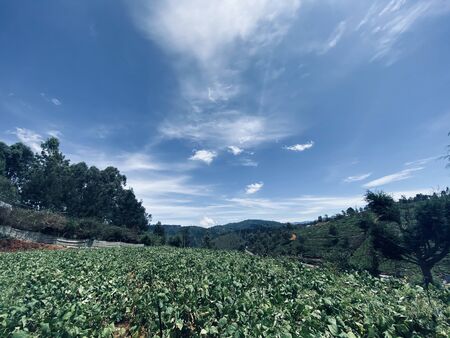 Wide angle shot of Beautiful Nilgiris Mountain estates