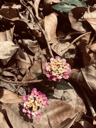 West Indian Lantana flower fallen into the dry leavesの写真素材