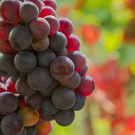 juicy ripe wine in vineyard