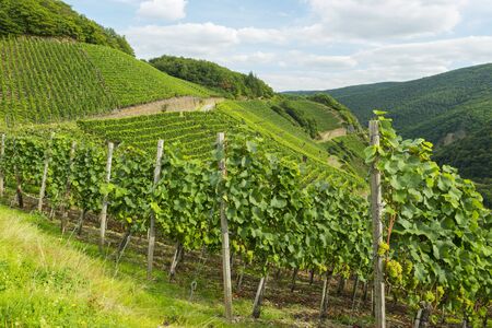 juicy ripe wine in vineyardの写真素材