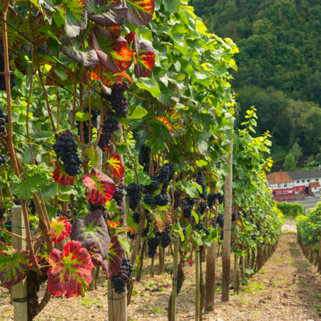 juicy ripe wine in vineyardの写真素材