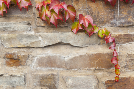 colorful leaves on stone wall backgroundの写真素材
