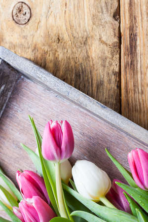 purple tulip spring concept on vintage tray and wooden tableの写真素材