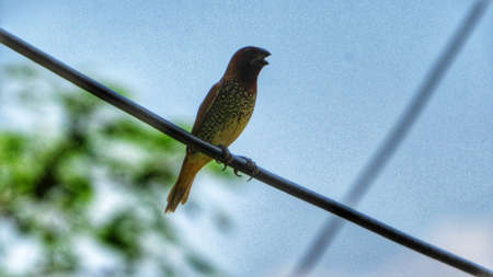 bird sitting in a wire