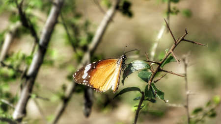 butterfly sitting a branch