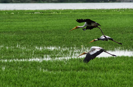 saddle-billed stork flying on the skyの写真素材
