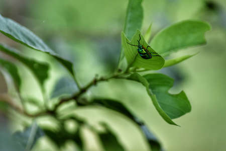 insect on leaf