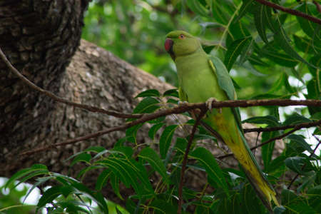 Parrot sitting on the tree
