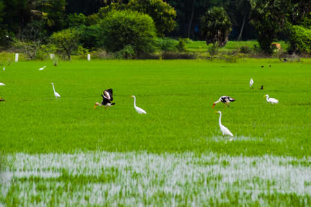 Saddle billed stork flying on the skyの写真素材
