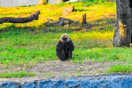 Black monkey in park
