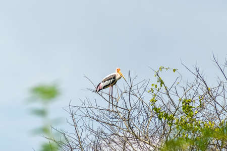 Saddle billed stork on lakeの写真素材