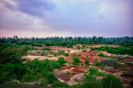 Beautiful trees in forestの写真素材