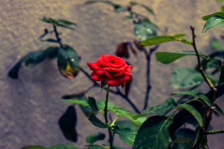 Rose in the gardenの写真素材