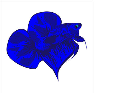 betta fish illustration vector imageのイラスト素材