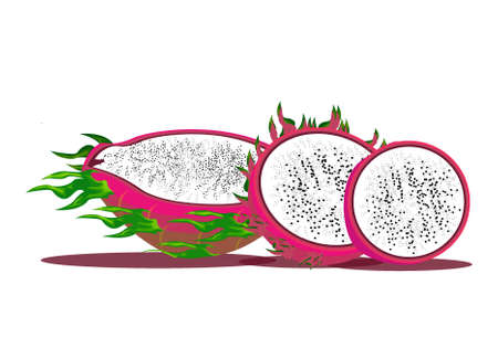 fresh dragon fruit illustration vector drawingのイラスト素材