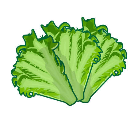 fresh lettuce illustration vector drawingのイラスト素材