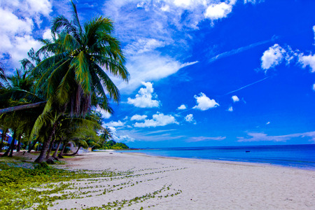 a beach is beautiful, the green tree, the green sea  the sky is blueの写真素材
