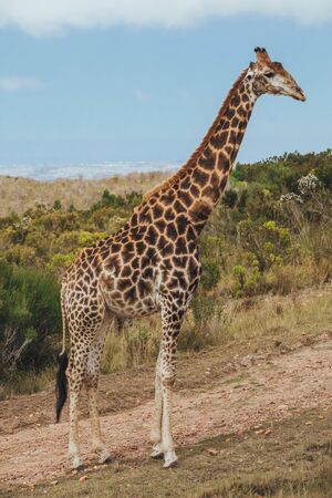 A giraffe stands on the road with a view of grassy fieldの写真素材