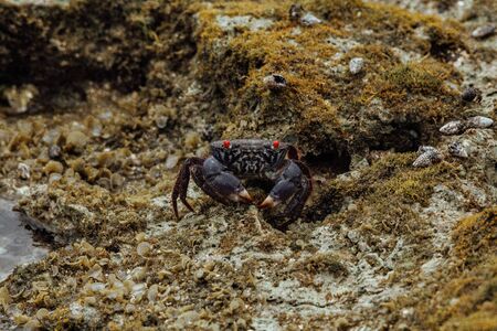 A crab sits on rocks near the oceanの写真素材