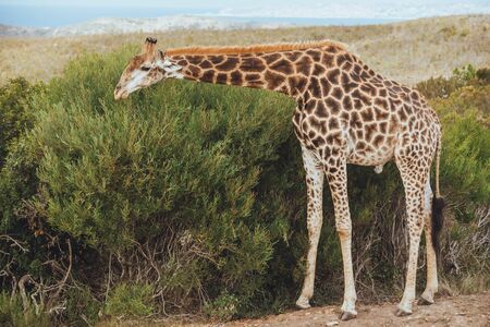 A giraffe stands on the road with a view of grassy fieldの写真素材
