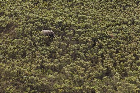 Top view of an elephant walking o the savanaの写真素材