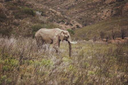 Elephants walk across the grassy fieldの写真素材