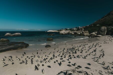 A flock of penguins are standing on the beachの写真素材