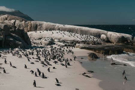 A flock of penguins are standing on the beachの写真素材
