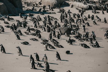 A flock of penguins are standing on the beachの写真素材
