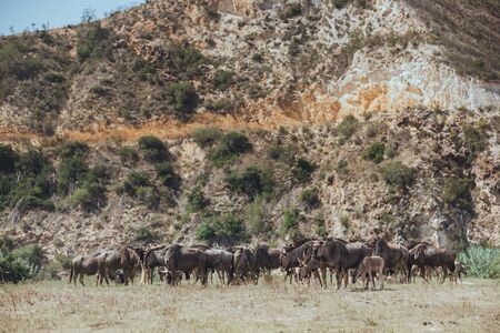A herb of horned animals Buffaloes stand on the grass fieldの写真素材