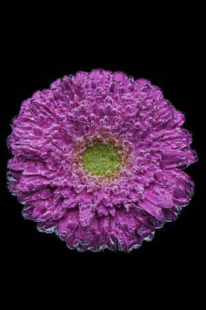 A close up of a flowerの写真素材