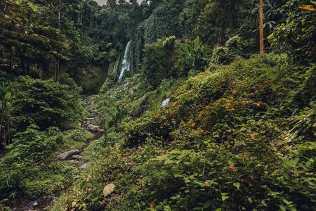 A waterfall in a jungleの写真素材