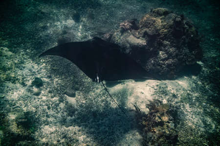 Manta ray Point. Nusa Penida Flores tropical paradise. Labuan Bajo. underwater