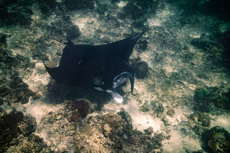 Manta ray Point. Nusa Penida Flores tropical paradise. Labuan Bajo. underwaterの写真素材
