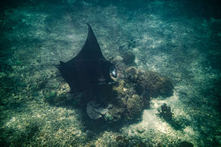 Manta ray Point. Nusa Penida Flores tropical paradise. Labuan Bajo. underwaterの写真素材