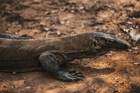 Komodo dragon. national park indonesia. flores. labuan bajo. fullhd videoの写真素材