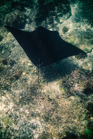 Manta ray Point. Nusa Penida Flores tropical paradise. Labuan Bajo. underwaterの写真素材