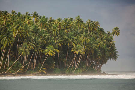A beach with a palm treeの写真素材