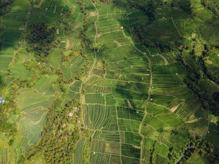 Drone view of amazing landscape Jatiluwih green cascade rice plantation terraces in Ubud, Indonesia. Bali Landmark. Holiday travel destination. Tegalalang. High quality photoの写真素材