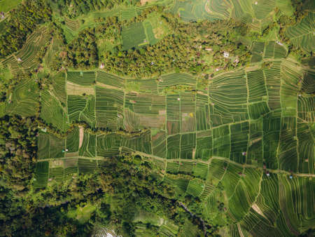 Drone view of Jatiluwih green rice Terraces in Ubud, Indonesia. Bali Landmark.の写真素材