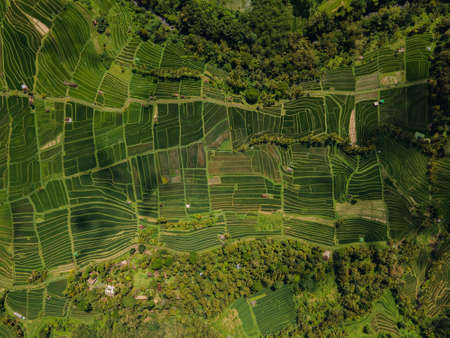 Drone view of Jatiluwih green rice Terraces in Ubud, Indonesia. Bali Landmark.の写真素材