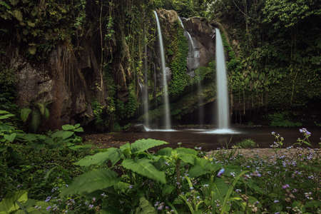 High waterfall in in tropical jungle. Purple flowers. Bali Indonesiaの写真素材