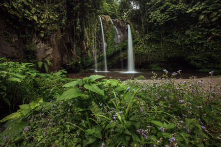 High waterfall in in tropical jungle. Purple flowers. Bali Indonesiaの写真素材