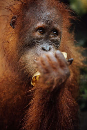Orangutan eat fruit at the Sepilok Orangutan Rehabilitation Centre