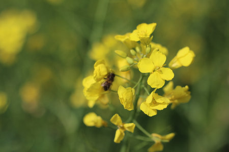 Close-up of a yellow rape flower with a bee in the background