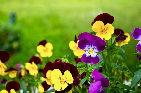 Flower pansy plants with green monochrome backgroundの写真素材