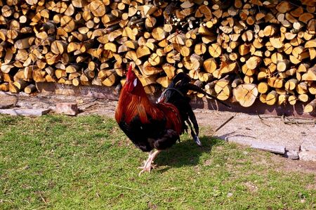 Rooster chicken in the pasture before woodの写真素材
