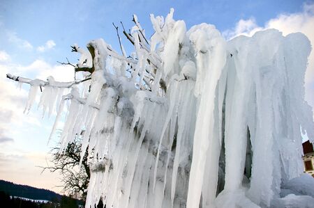Giant icicles on tree, very cold winter, Frozen Treeの写真素材