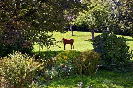 Horse on green summer pastureの写真素材