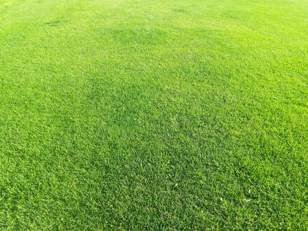 Soccer Field Texture Background with green grassの写真素材